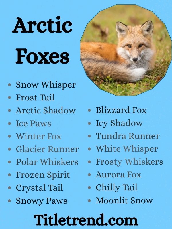 Arctic Foxes