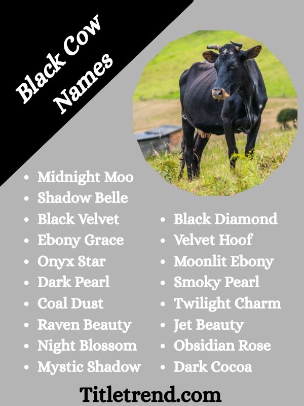 Black Cow Names