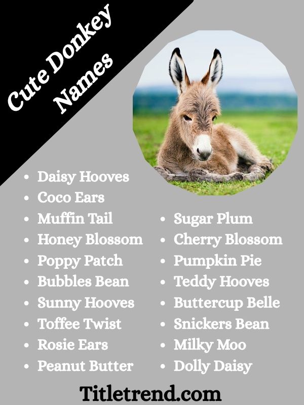 Cute Donkey Names