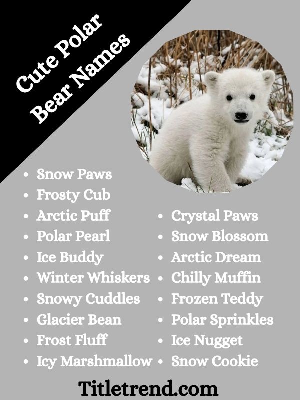 Cute Polar Bear Names