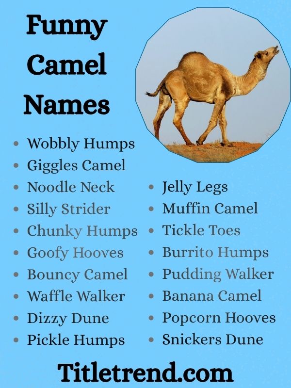 Funny Camel Names