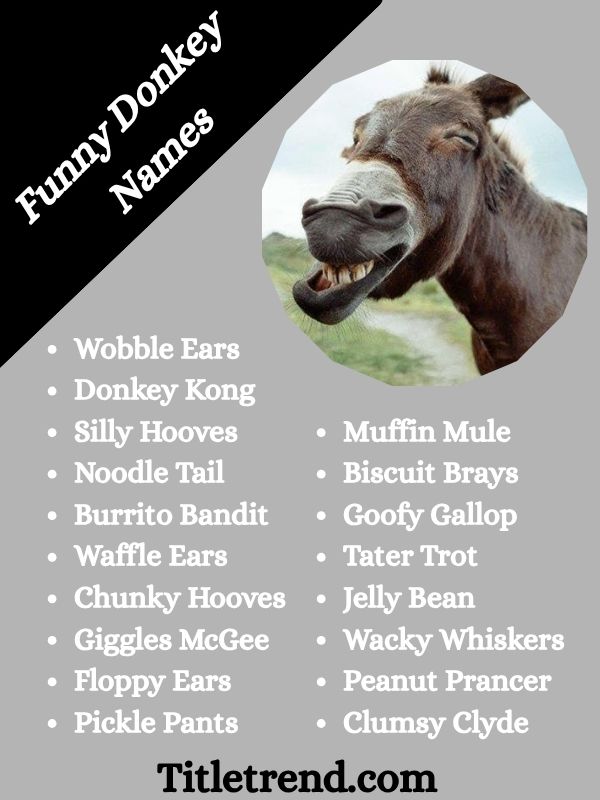 Funny Donkey Names