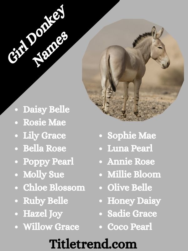 Girl Donkey Names